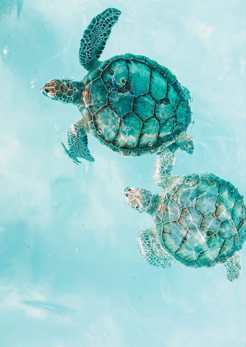 cute turtle backgrounds 0076