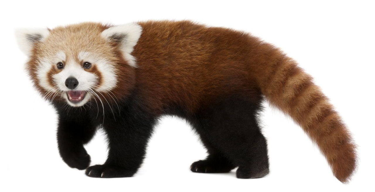 cutest red panda backgrounds for social media.