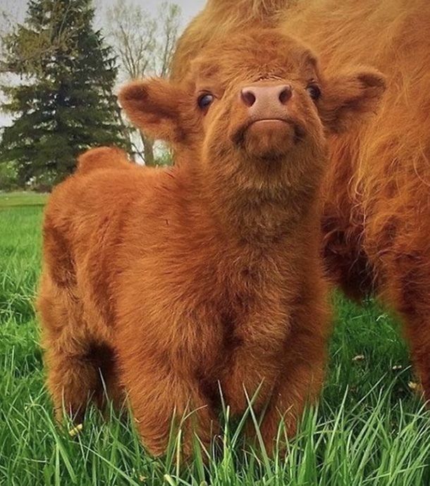 delightful highland cow background images