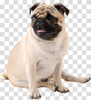 delightful pug image collections