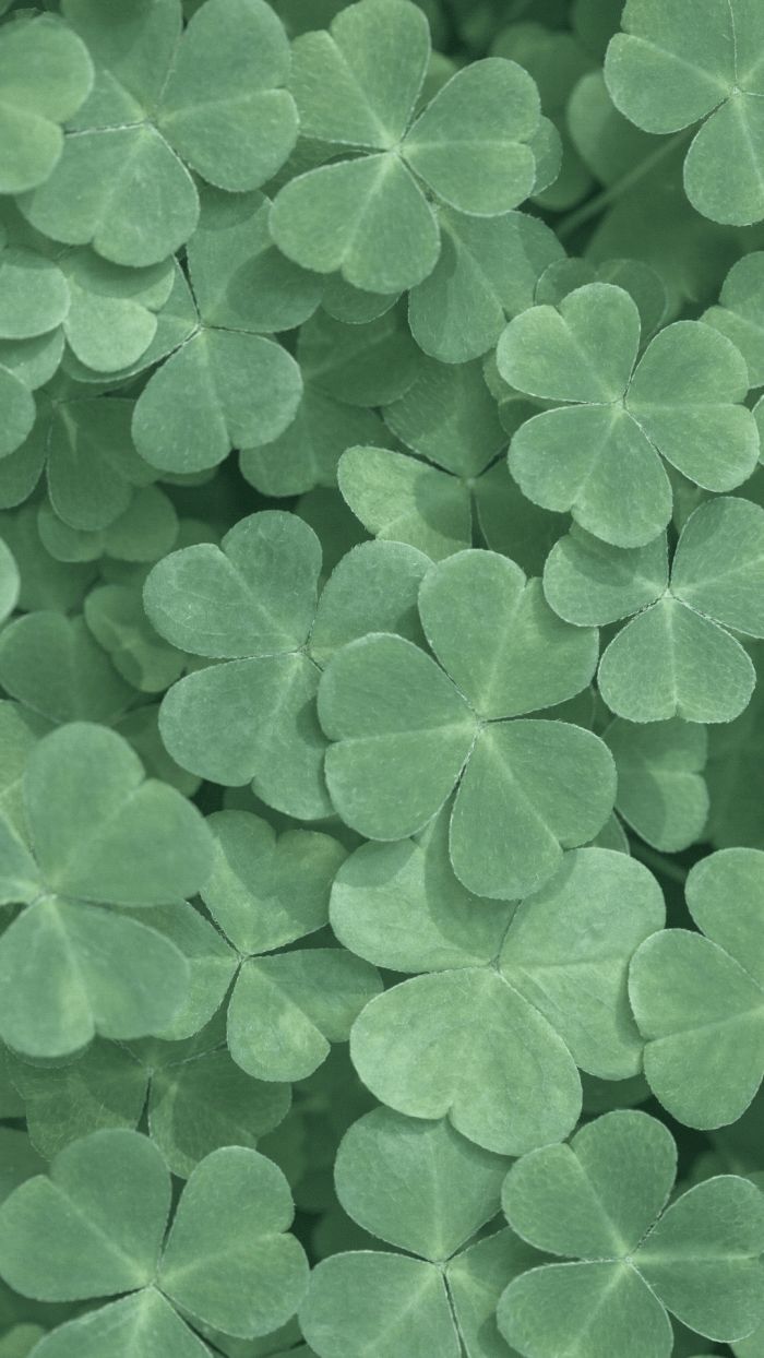 enchanting cute St. Patrick's Day themed backgrounds.