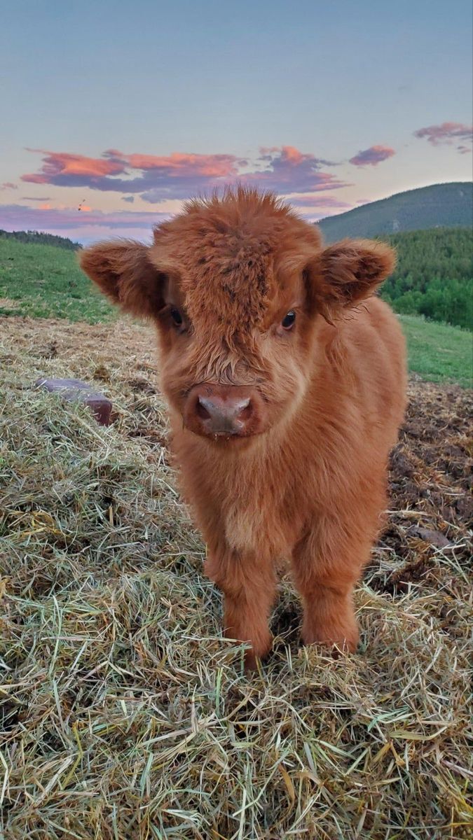 enchanting highland cow backgrounds for mobile.