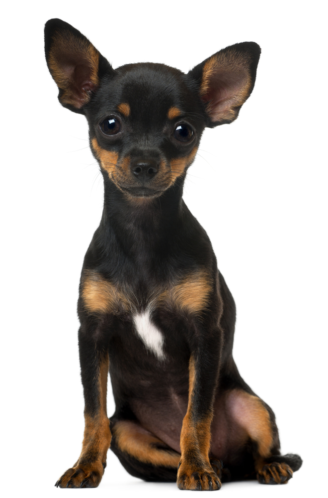 eye-catching cute chihuahua backgrounds.