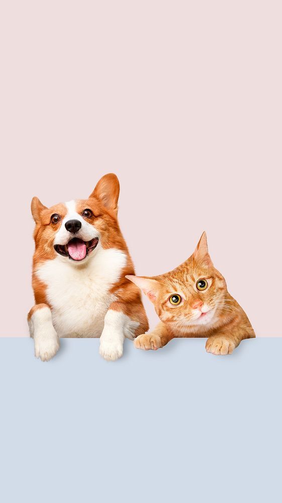 heartwarming puppy backgrounds for devices