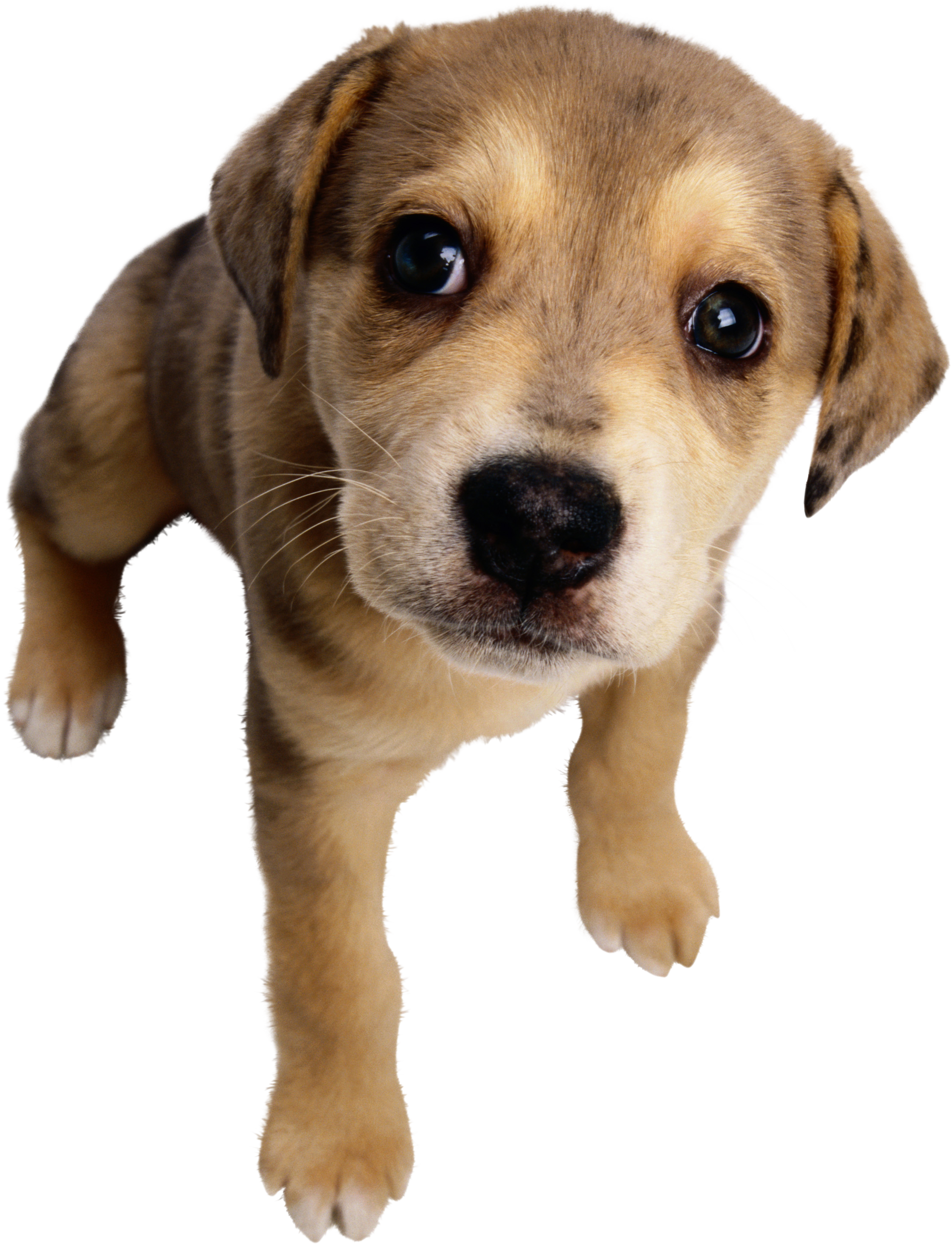 high-quality cute dog transparent background pictures