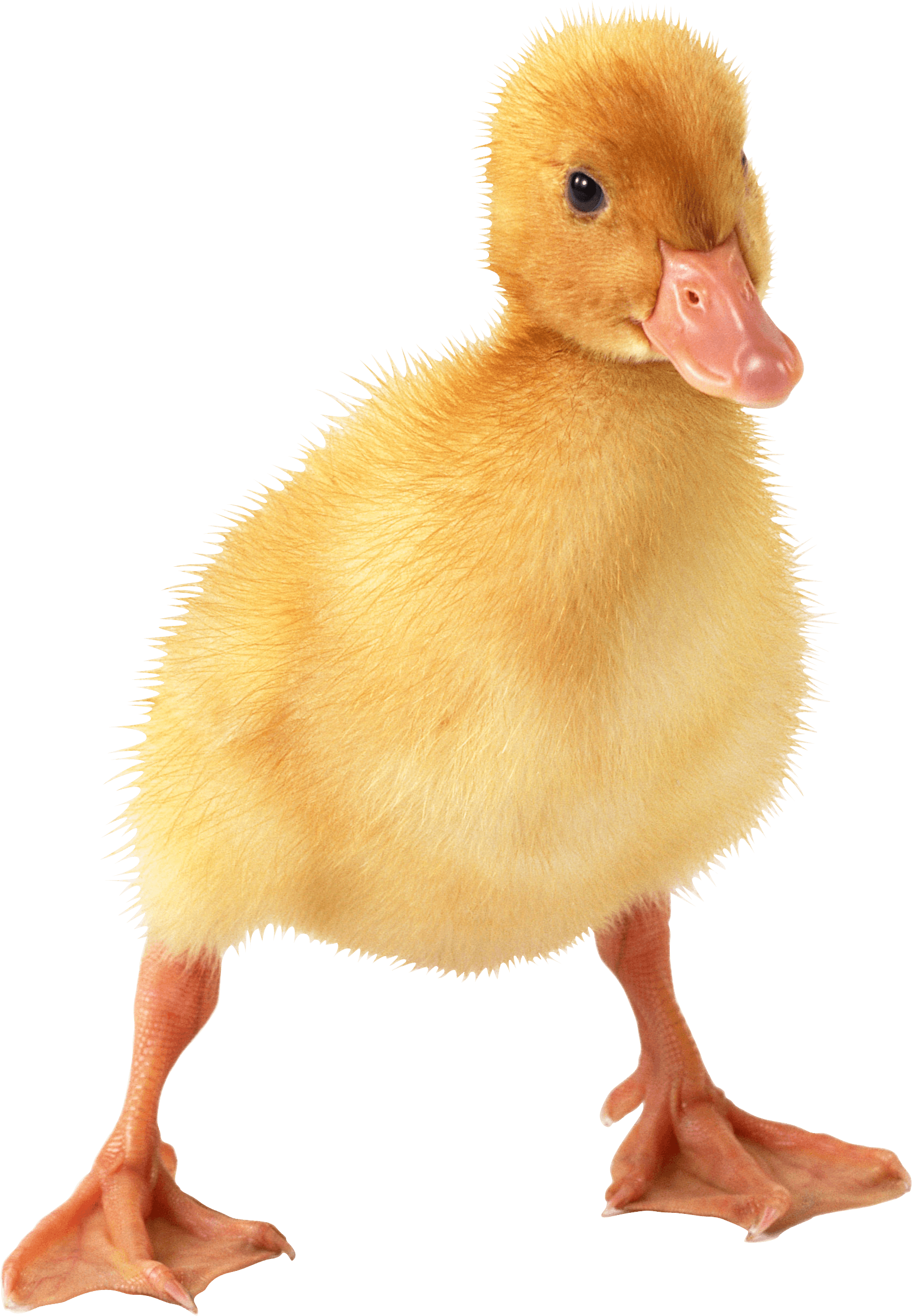 high-quality cute duck transparent background pictures