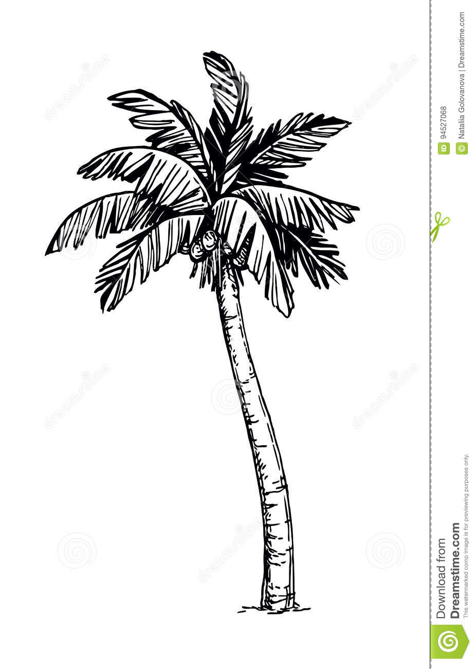 lovely cute palm tree aesthetics for beach lovers