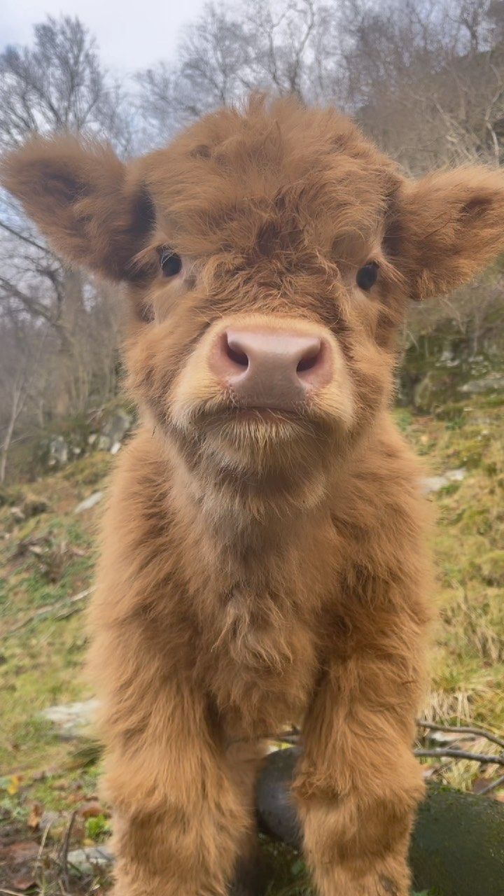 playful highland cow imagery