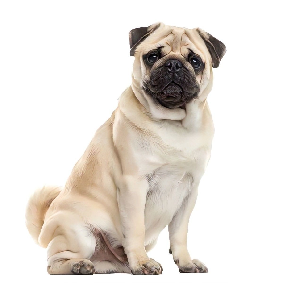 playful pug digital backdrops