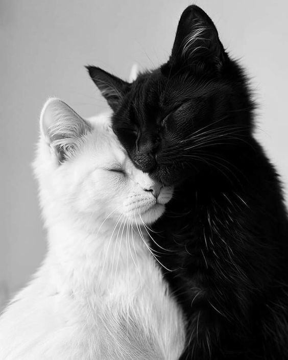 unique cute backgrounds for your timeline