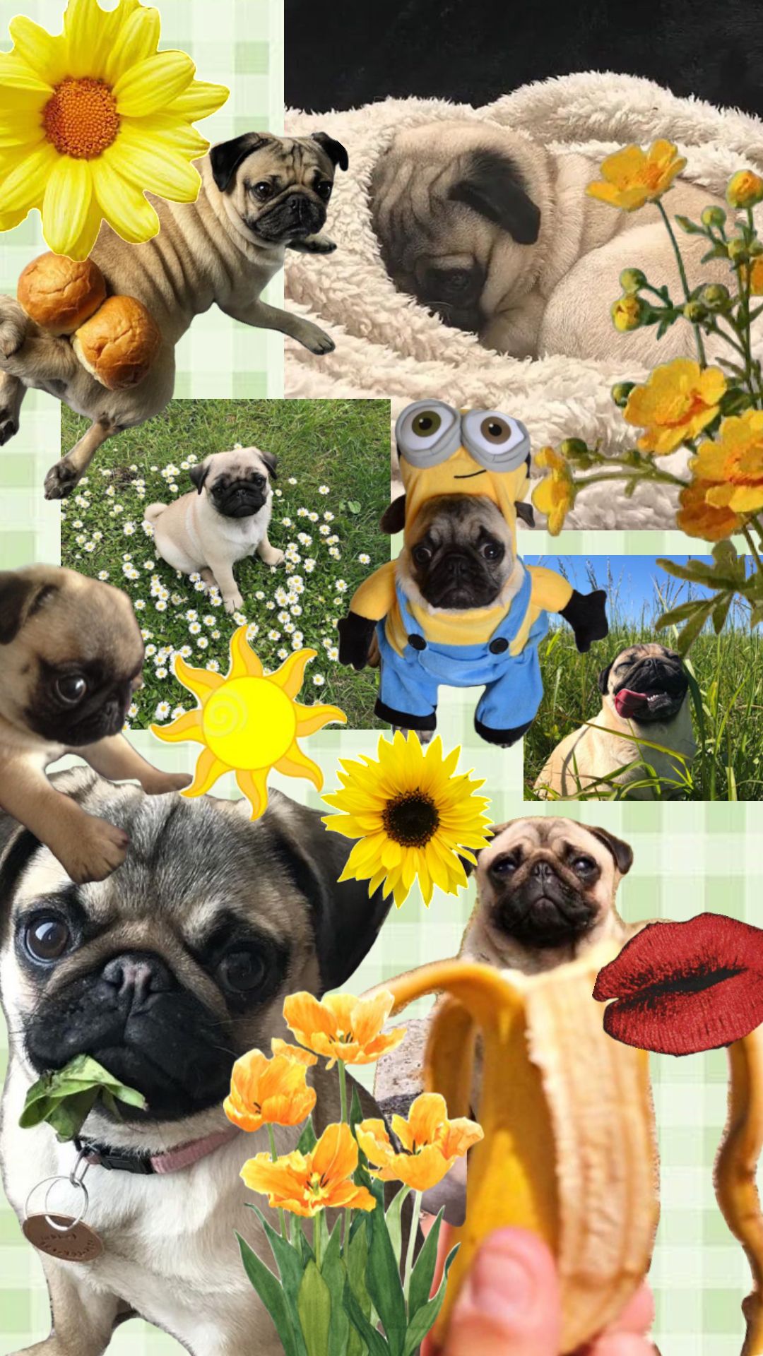 vibrant pug backgrounds for social media