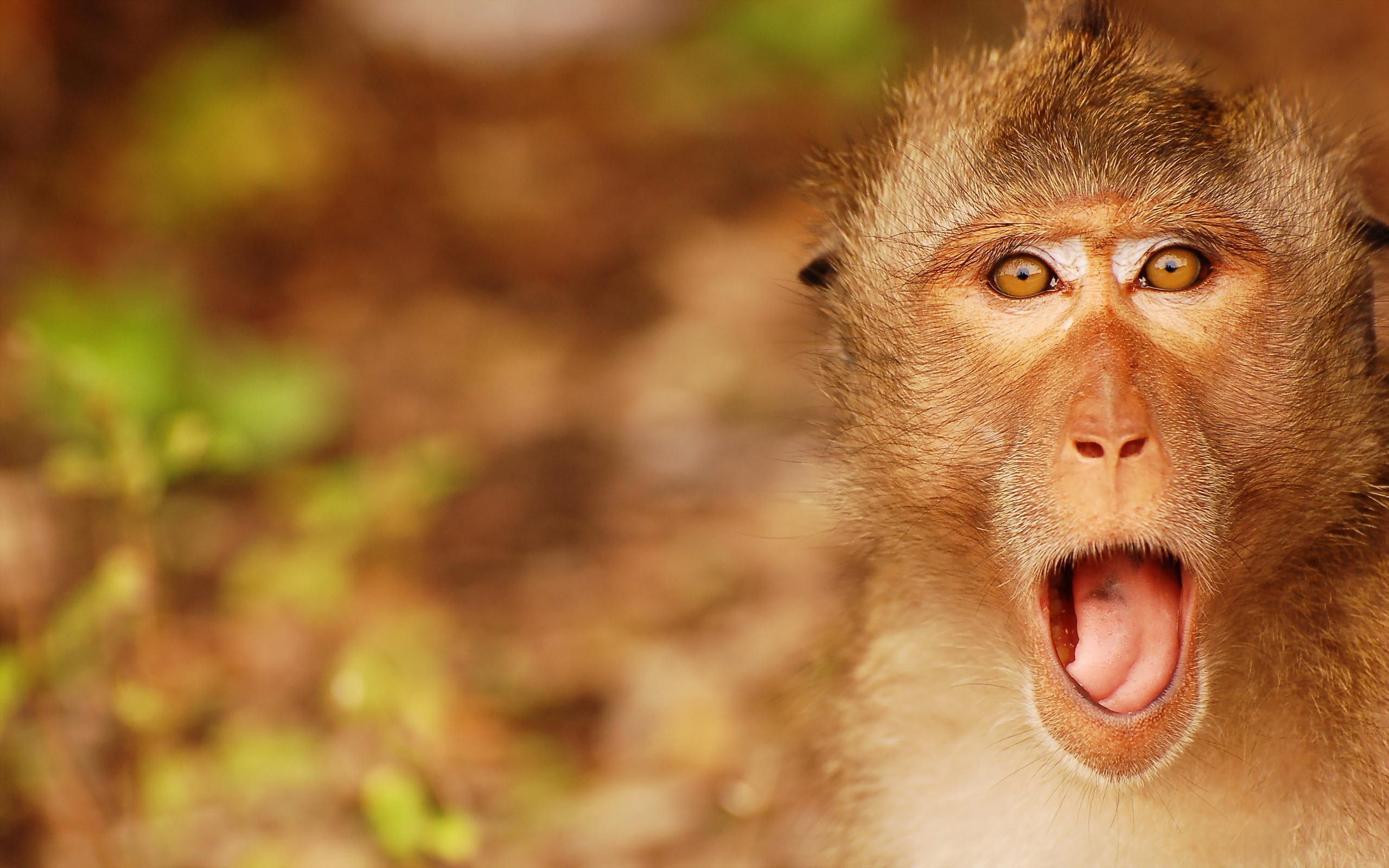 Cute monkey backgrounds are the best way to brighten your screen