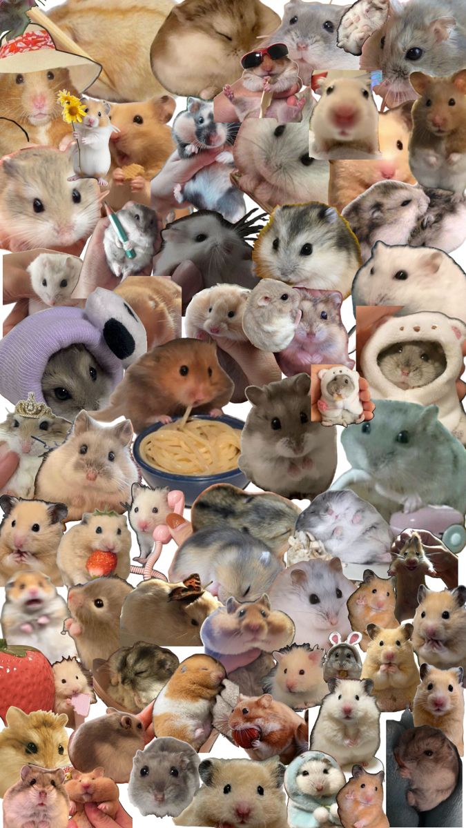 Trendy cute rat backgrounds for a delightful digital experience